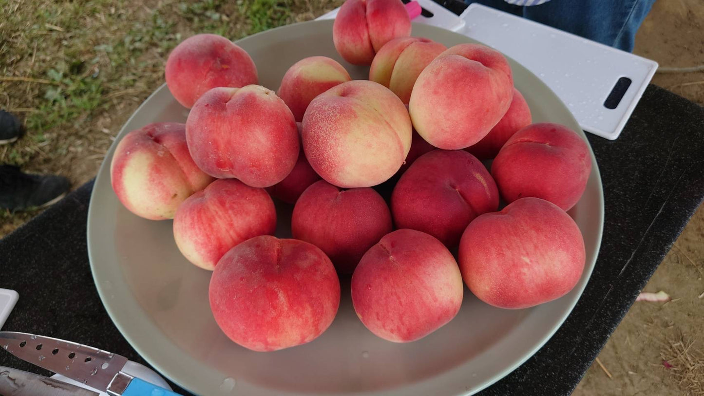 初夏の山梨で暑気払い!ドローン撮影もOK!吐竜の滝・桃食べ放題 | 2023年7月8日(土)
