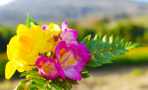 八丈島フリージアまつり | 2025年3月21日(金)出発・2泊3日