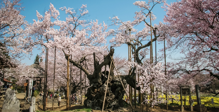 山梨の春の絶景 花めぐり ハイジの村&わに塚の桜 2024年4月6日(土)